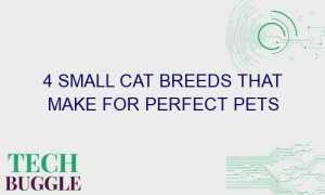 4 small cat breeds that make for perfect pets 47002 1 300x180 - 4 Small Cat Breeds That Make For Perfect Pets