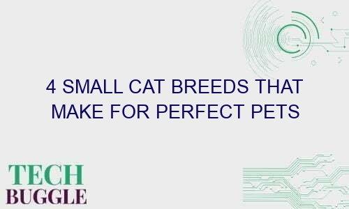 4 small cat breeds that make for perfect pets 47002 1 - 4 Small Cat Breeds That Make For Perfect Pets